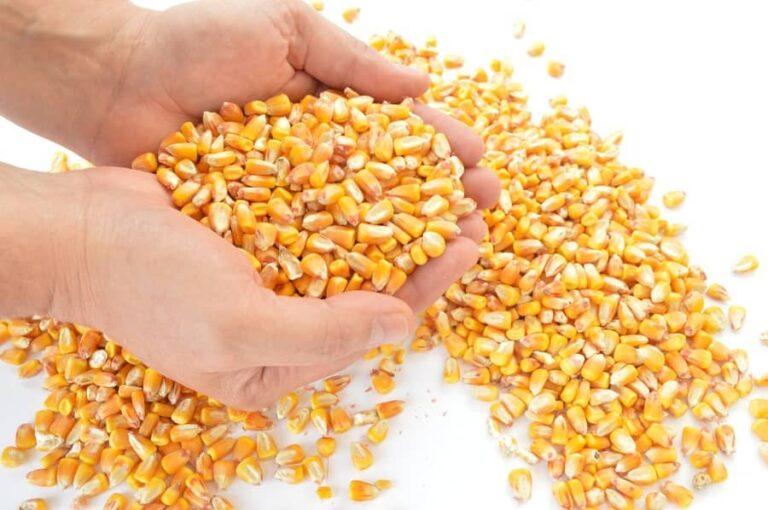 Semeadura de milho da safra 2021/22 na Argentina atinge 98,9% – Ministério