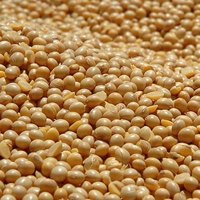 Soybean harvest hits final stretch in Brazil