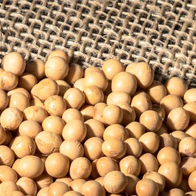 Arrival of Brazilian soybean crop drops domestic prices in March