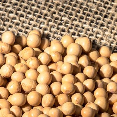 SAFRAS increases Brazilian soybean exports to 94 mln tons in 2023