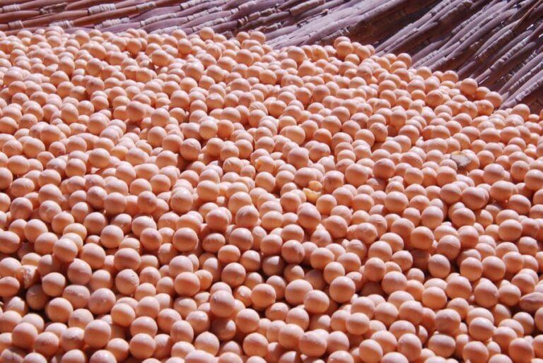 USDA raises US and world soybean stocks