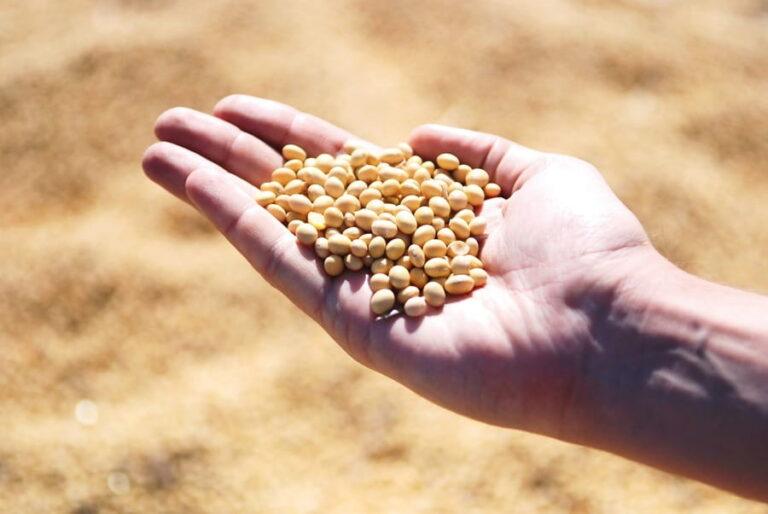 New season soybean harvest continues at slow pace in Brazil