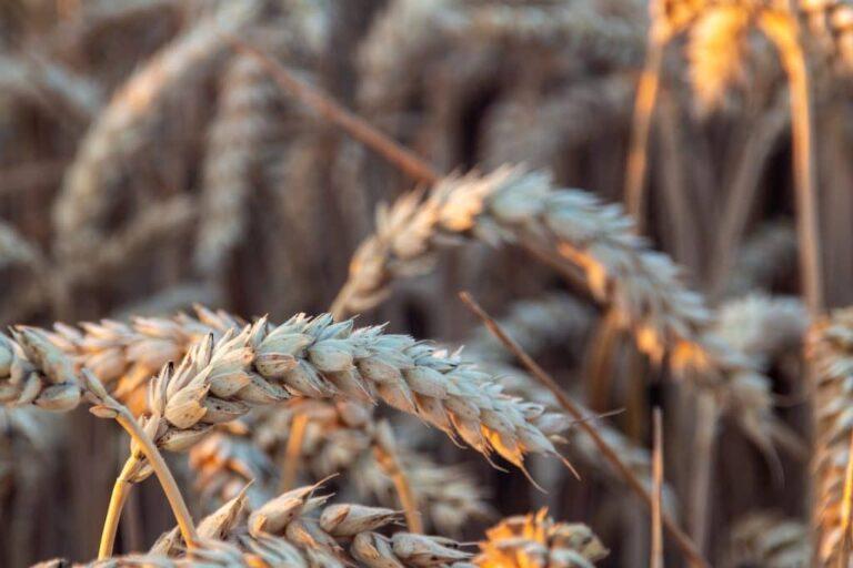Mercado recebe estimativas de safra e segue atento a clima para o trigo