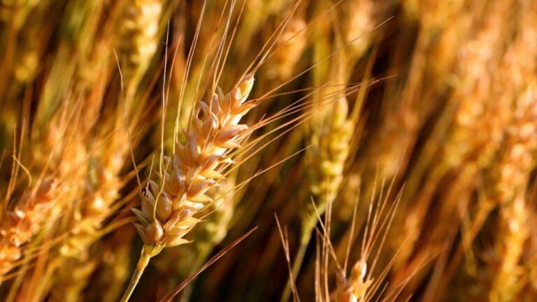 Clima seco no Brasil e na Argentina preocupa durante plantio do trigo