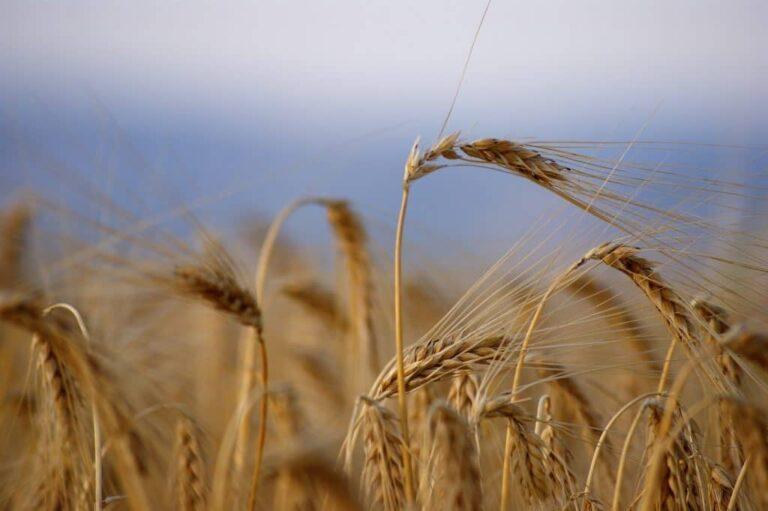 Plantio de trigo atinge 26% no PR e não chega a 2% no RS