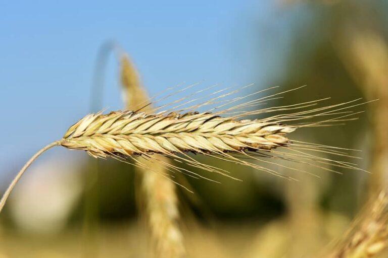 Clima seco preocupa durante plantio do trigo no Brasil e na Argentina