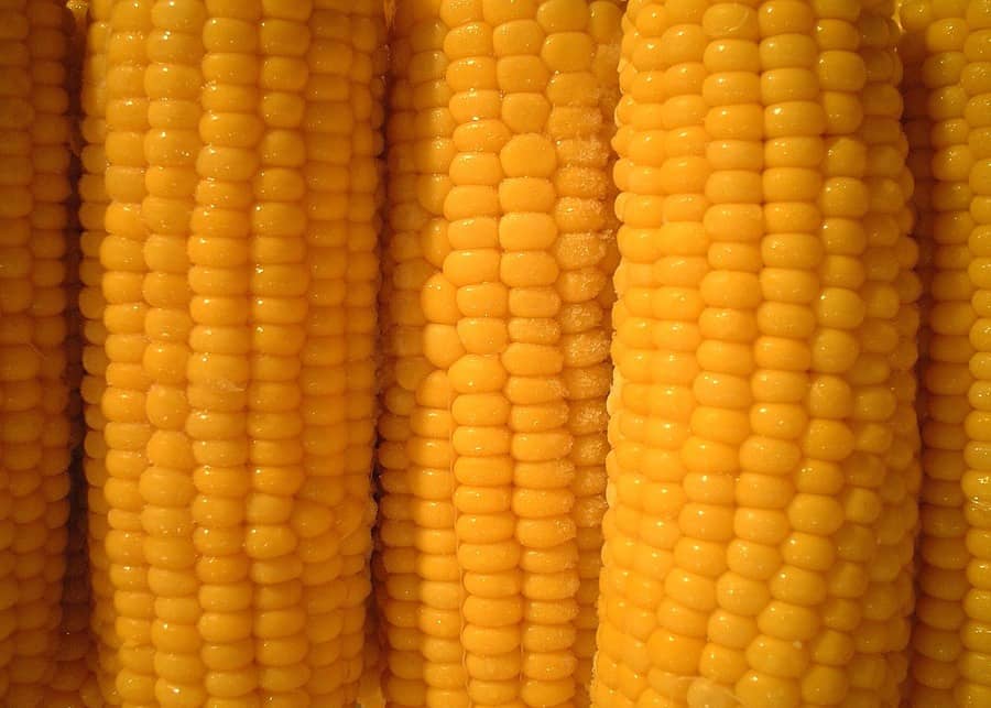 Corn in Brazil