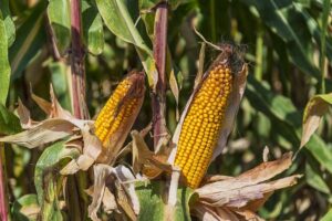 corn