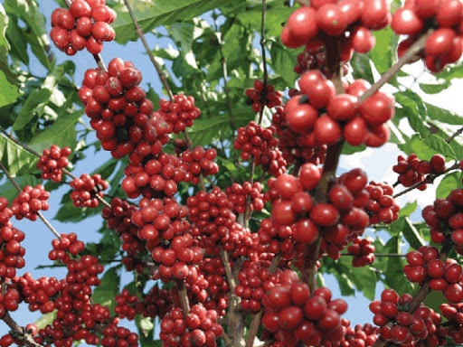 USDA corta superávit na oferta global 2022/23 de café e estima produção 2023/24 em 174,3 mi scs