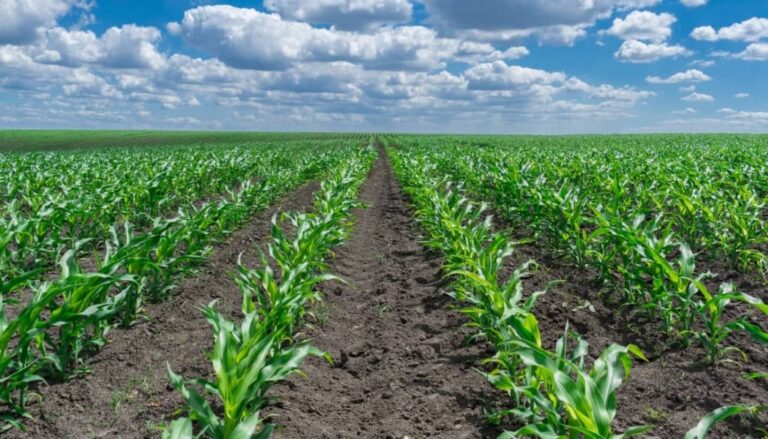 Intenção de plantio do USDA se destaca na agenda do agro