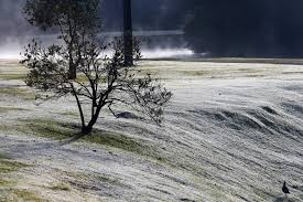 Geadas atingem cerrado mineiro no final de semana – Rural Clima