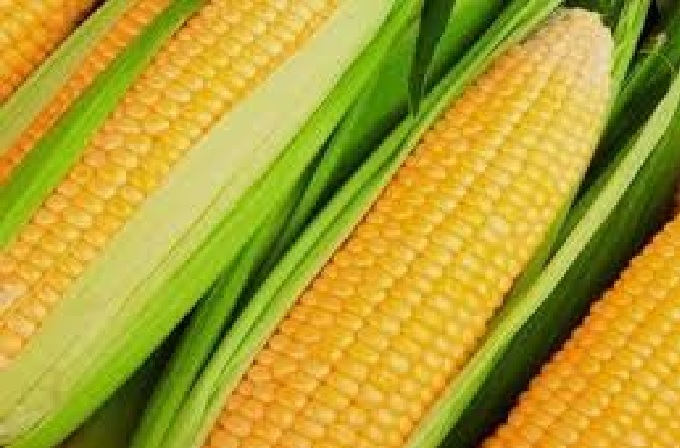 USDA estima cosecha argentina de milho en 21/22 en 54,5 mi de toneladas