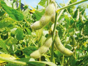 Siembra arg de soja totalizó 130 mil ha con temor a bajas temperaturas  – BCR