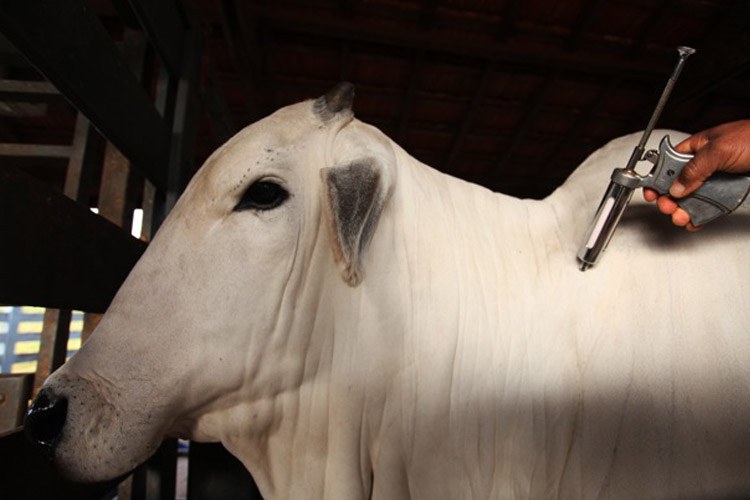 Brasil inicia 2a etapa da campanha de vacinação de bovinos contra febre aftosa