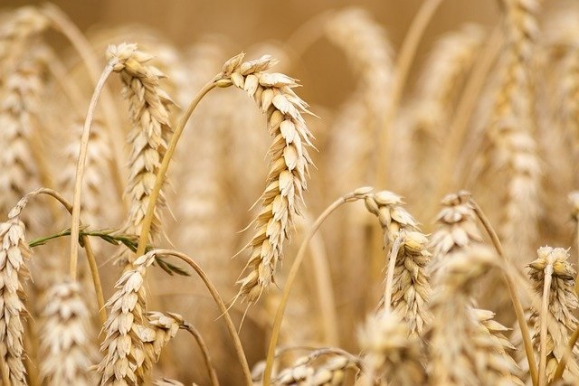 Intención de siembra de trigo no mejora en Argentina, según BCR
