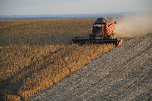 Falta de lluvias afecta rendimientos de soja y genera incertidumbre en Paraguay
