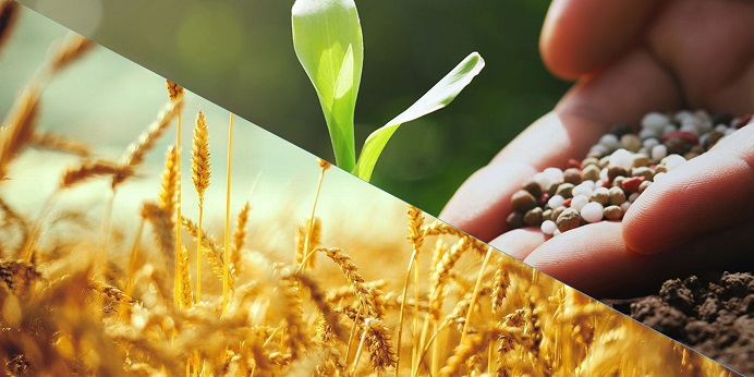 Analistas de SAFRAS comentam incertezas sobre trigo e fertilizantes por conflito na Ucrânia