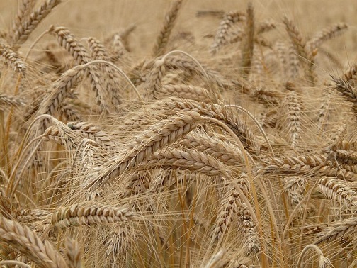 Secretario de Agricultura de Argentina reduce estimaciones de cosecha a 16,5 mi ton para el trigo