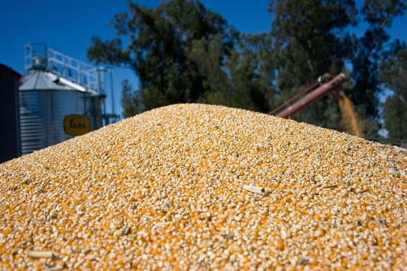 Humedad ayuda a ritmo de recolección de grano comercial de maíz en Santa Fe