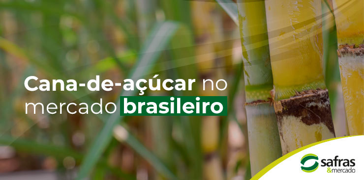 Versatilidade do uso da cana-de-açúcar no mercado brasileiro