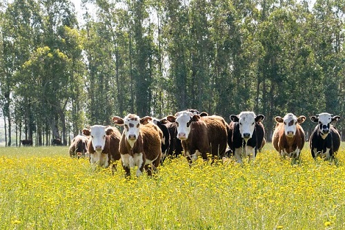 Ministro argentino dice que objetivo es aumentar la producción de carne