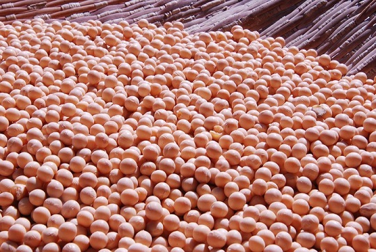 India aumenta compra de harina de soja argentina; abre cupo por 550 mil ton