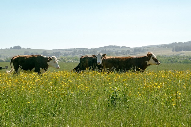 Exportaciones de carne bovinas de Uruguay suben 62% en abril