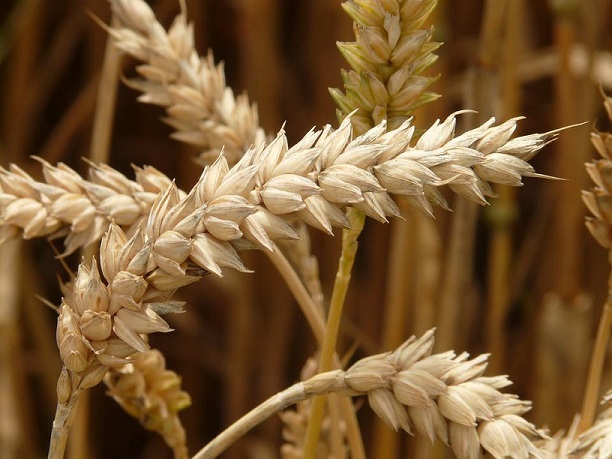Campaña 23/24 de trigo en Córdoba finaliza con 1,5 mi ton, suba de 15% interanual