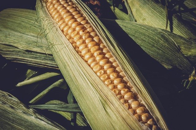Declaraciones de ventas 2022/23 en Argentina suman  mi ton, para el  maíz - SAFRAS & Mercado