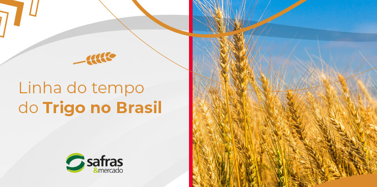 imagem de vários trigos para ilustrar a linha do tempo do trigo no brasil