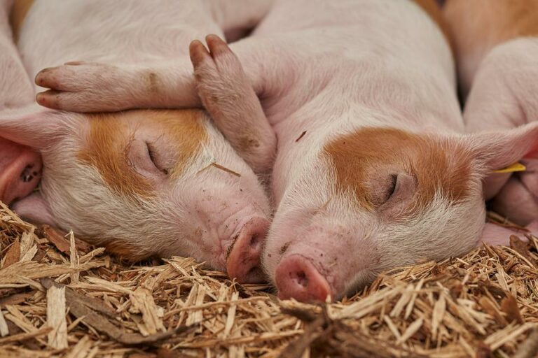 Argentina obtiene habilitación de Singapur para exportar carne porcina