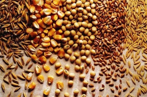 IBGE estima safra 2023 de grãos em 307,3 mi de t