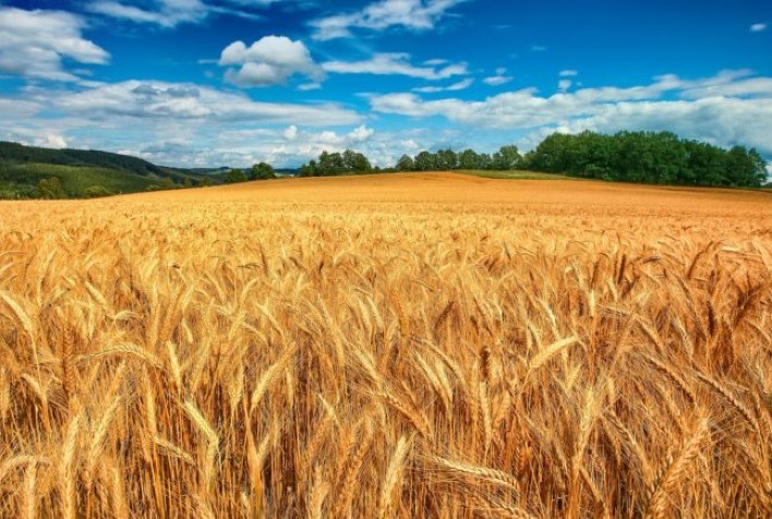 Outubro castigou o trigo do Paraná com excesso de chuvas e o da Argentina com a falta delas