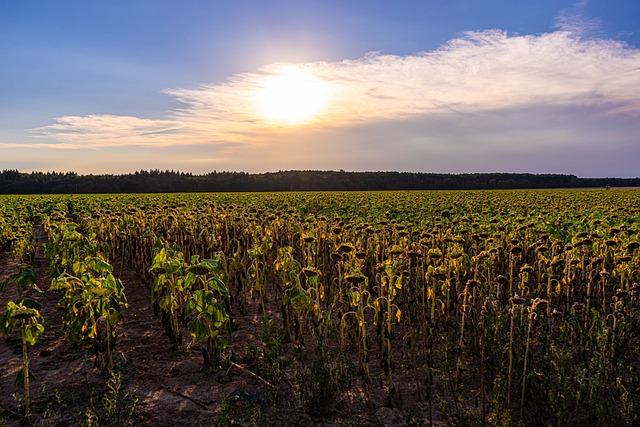 Federación Agraria Argentina critica a exportadoras y pide que vuelvan al mercado oficial