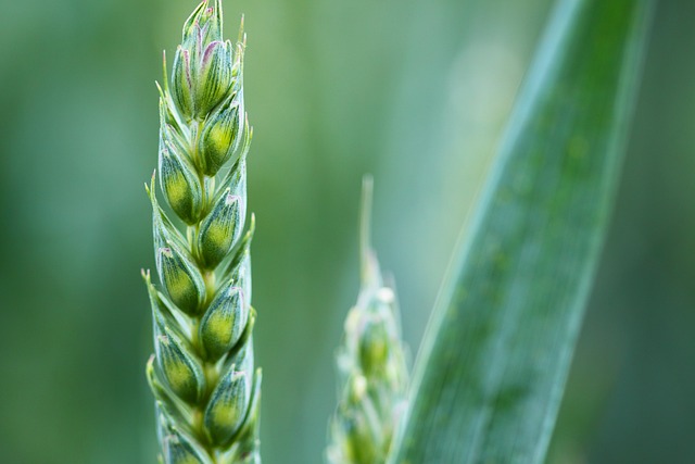 USDA proyecta mayor cosecha mundial de trigo en 23/24 y estima stocks mayor a lo esperado