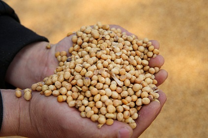 USDA points to record US soybean crop in 2023/24