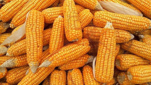 USDA eleva proyección de producción argentina 23/24 de maíz en 56 mi ton