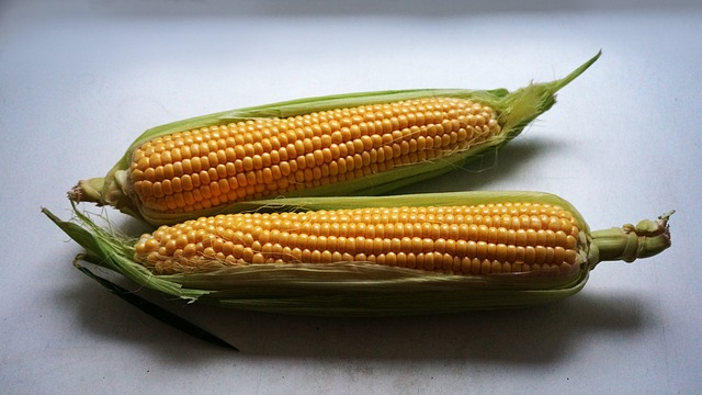 Argentina debería producir 54 millones de toneladas de maíz en campaña  2023/24 - USDA - SAFRAS & Mercado