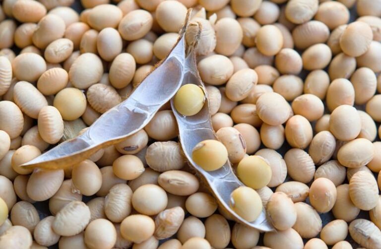 SAFRAS lifts Brazil’s soybean production estimate to 155.66 mln tons