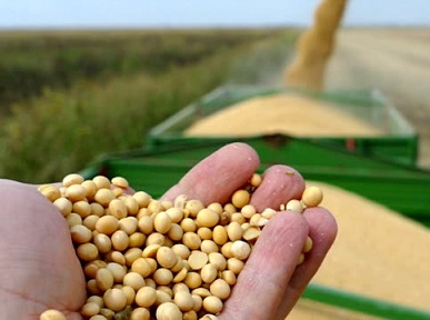 US soybean planting advances at a strong pace