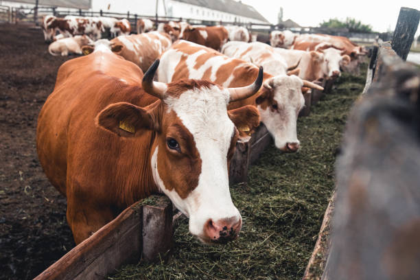 Senasa habilita las exportaciones de cortes bovinos frescos