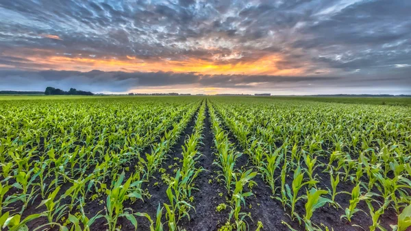 USDA e Conab centram atenções na agenda do Agro para 7 a 11 de agosto
