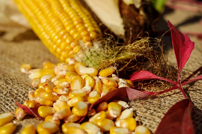 Declaraciones de ventas de maíz 2023/24 en Argentina suman 13.586 mi de ton