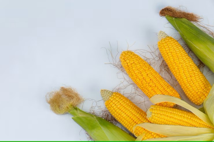 Producción de maíz en México cae un 40% en 2023, según UNTA