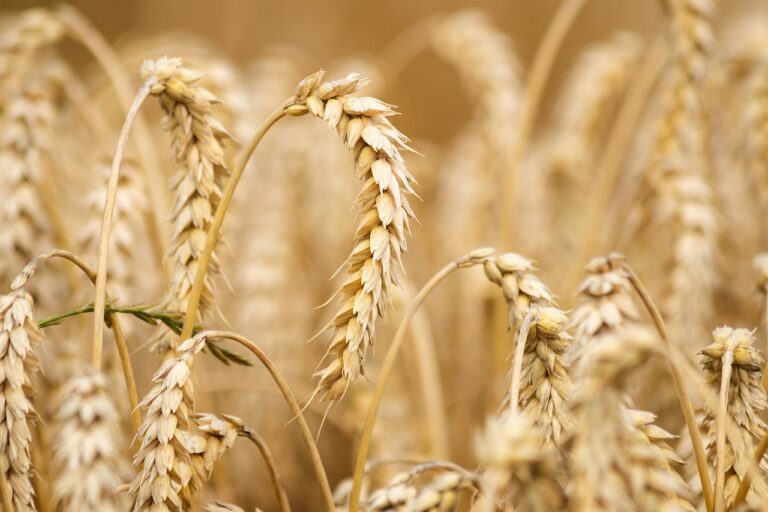 Declaraciones de ventas de trigo 2023/24 en Argentina suman 1.097 mi ton