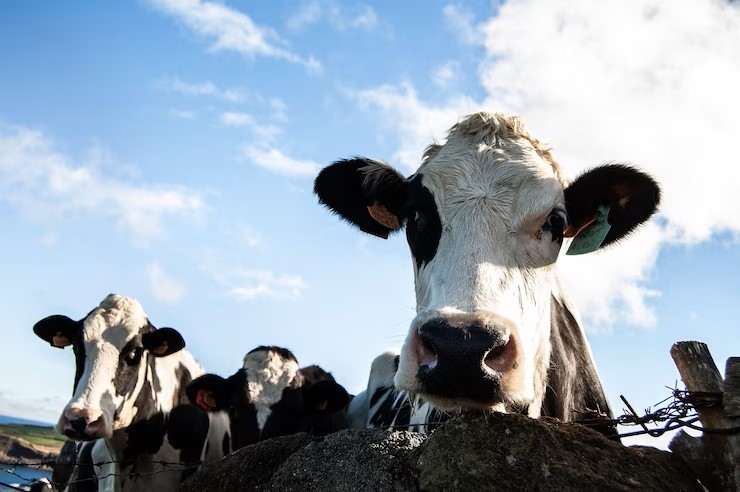 China aprueba las importaciones de carne vacuna de Uruguay