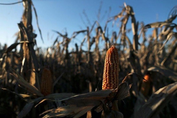 Siembra de maíz 23/24 en Córdoba cae 2% en base anual, con 3,20 mi ha