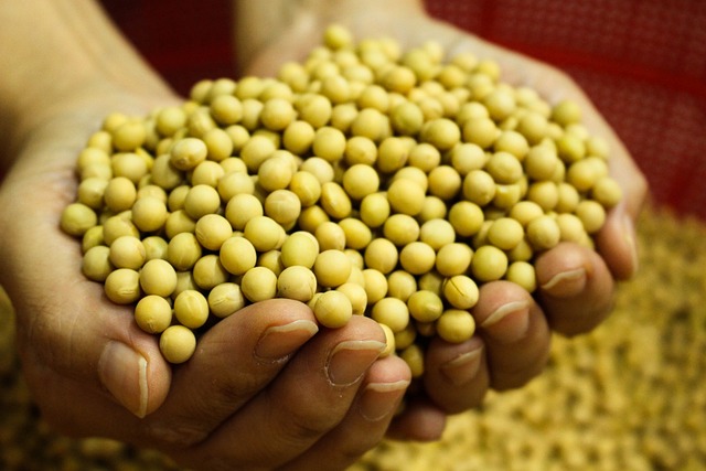 Bolsa de Rosario eleva estimación de producción de soja 49,5 mi ton para 50 mi ton