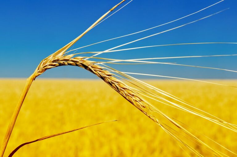 Conab proyecta cosecha en Brasil de trigo en 9.587 mi de ton en 2024