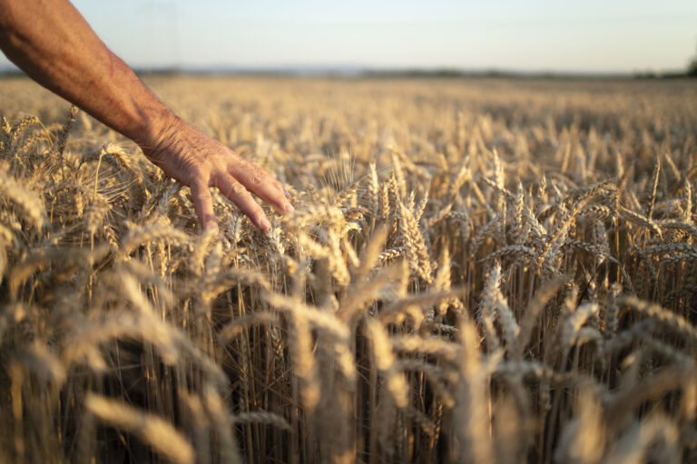Perda de qualidade provoca cancelamento de contratos com trigo no RS